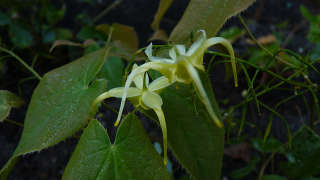 Горянка (Epimedium lishichenii Og 96024)