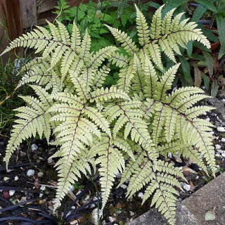 Кочедыжник ухообразный вар. Оканум (Athyrium otophorum var. Okanum)