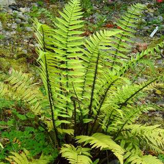 Щитовник чернеющий (Dryopteris atrata)