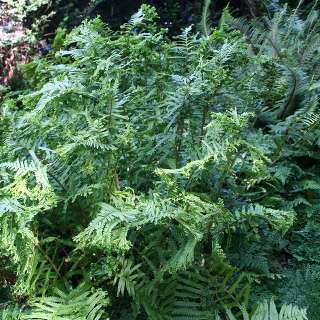 Щитовник мужской "Линарис Полидактила" (Dryopteris filix-mas "Linearis Polydactyla")