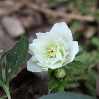 Морозник гибридный "Миссис Бетти Раникар" (Нelleborus х hybridus hort.) 'Mrs Betty Ranicar'