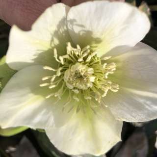 Морозник восточный "Вайт Лэди" (Helleborus orientalis "White Lady")