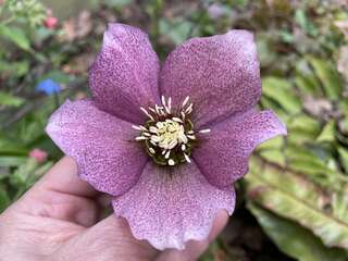 Морозник гибридный "Зе Фон" (Helleborus hybr. "'The Fawn")