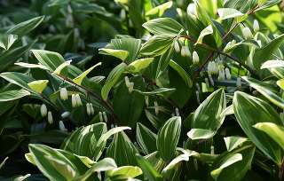 Купена Многоцветковая Вариегата (Polygonatum Multiflorum Variegata)