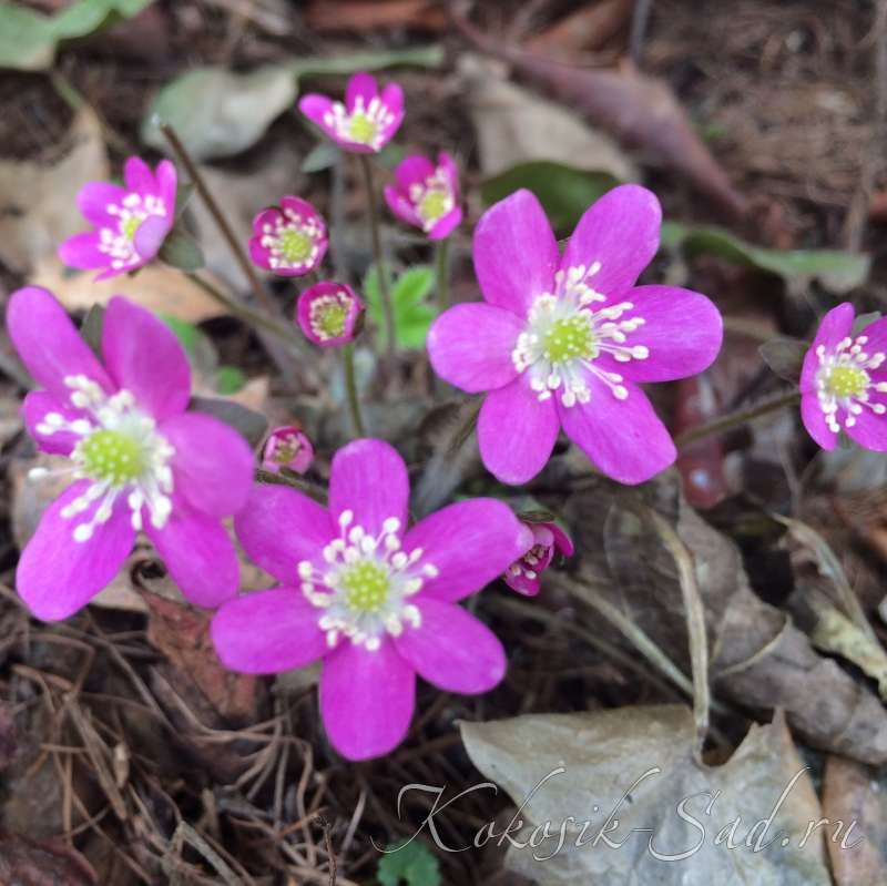 Как выглядит печеночница благородная. Печёночница благородная (hepatica Nobilis Mill.. Печеночница благородная марка. Печеночница «Red Forest».. Печеночница Псковская красавица.