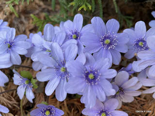 HEPATICA TRANSSILVANICA ‘‘BLUE JEWEL’’