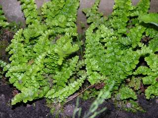 Щитовник родственный "Криспа Конгеста"(Dryopteris affinis "Crispa Congesta")