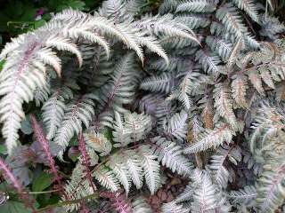 Кочедыжник гибридный "Гост" (Athyrium hybridum "Ghost").