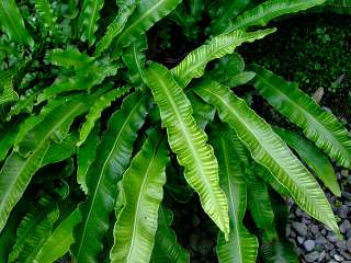 Листовик сколопендровый "Кристатум" (Asplénium scolopendrium "Cristatum")