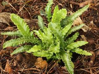 Листовик сколопендровый "Ангустифолиум" (Asplénium scolopendrium "Angustifolium")