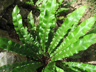 Листовик сколопендровый "Ундулата" (Asplénium scolopendrium "Undulata")