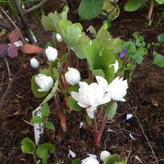 Сангвинария канадская махровая (Sanguinaria canadensis Flore Pleno).