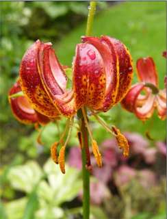 Lilium martagon ARABIAN NIGHT