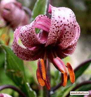 Lilium martagon PURPLE