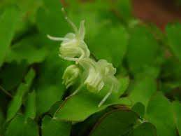 Горянка крупноцветковая вар. Колестре (Epimedium grandiflorum var. Coelestre)