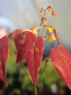 Горянка (Epimedium shuichengense Cc 030175)