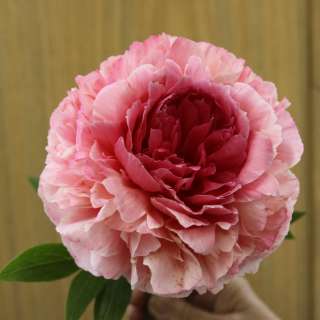 Rose Heart (Роуз Хат)