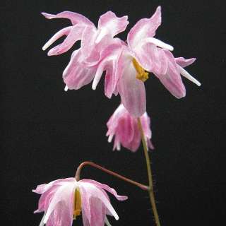 Горянка (Epimedium x youngianum) 'Beni-Kujaku'