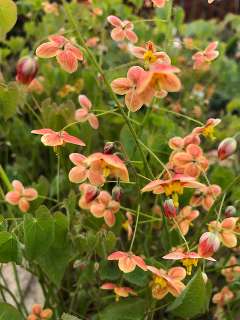 Горянка варлийская "Оранж Кёнигин"" (Epimedium x warleyense "Orange Konigin")