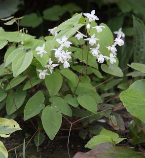 Горянка пышная Niveum (Epimedium youngianum Niveum)