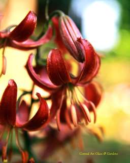 Lilium martagon RUSSIAN MORNING