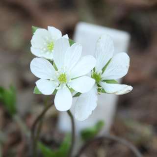 HEPATICA NOBILIS (Печеночница благородная)