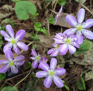 HEPATICA NOBILIS (Печеночница благородная)