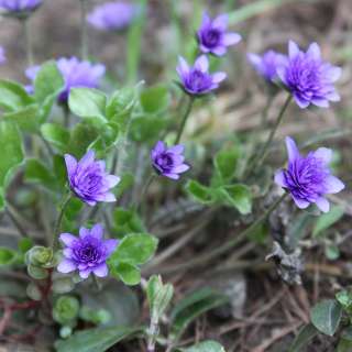 HEPATICA NOBILIS FLORE PLENO BLUE