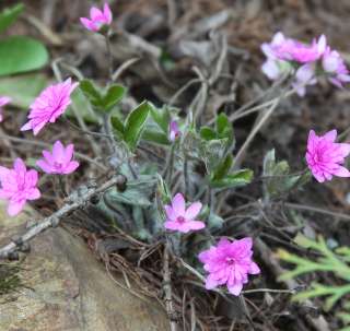 HEPATICA NOBILIS FLORE PLENO PINK