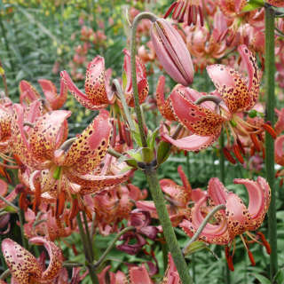 Lilium martagon Gaybird