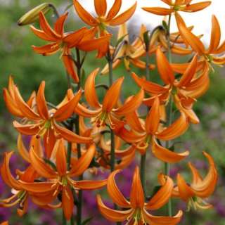 Lilium martagon Orange Marmelade