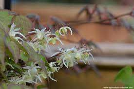 Горянка крупноцветковая "Ла Рокель" (Epimedium grandiflorum f. flavescens 'La Rocaille')