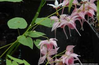 Горянка крупноцветковая "Акагица Кура" (Epimedium grandiflorum "Akagiza Kura")