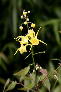 Горянка Давида (Epimedium davidii EMR 4125)