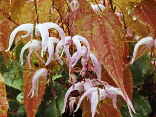 Горянка брахиризум (Epimedium brachyrhizum)