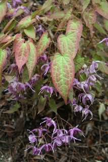 Горянка вечнозеленая "Виолет Куин" (Epimedium sempervirens "Violet Queen")