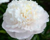 Сорт Camellia White на сайте Р. Клема