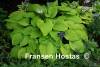 На сайте Fransen Hostas