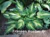 Фотография сорта на сайте Fransen Hostas