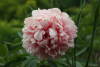 Отцветающий цветок в саду - розовый стекает внутрь цветика