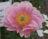 Фотография цветка в питомнике Адельмана