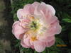 На излете цветения становится нежно розовым