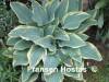 Сорт на сайте Fransen Hostas в период насыщенной голубой окраски листьев