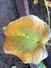 Эффектная окраска глубокой осенью в ноябре - настоящая Золотистая Медуза